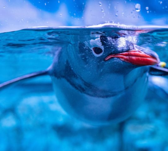 Closeup of Penguin underwater