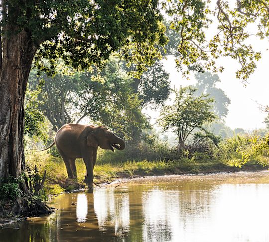 Elefanten-Trinkwasser