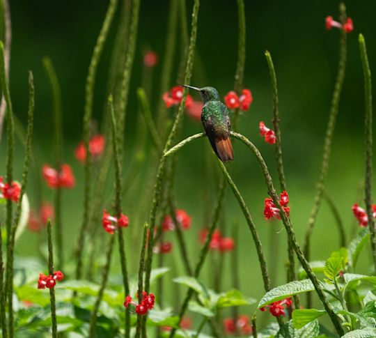 Un oiseau dans un jardin avec des fleurs rouges