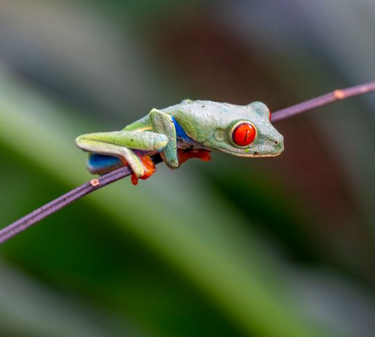 Grenouille rouge sur une tige de plantes