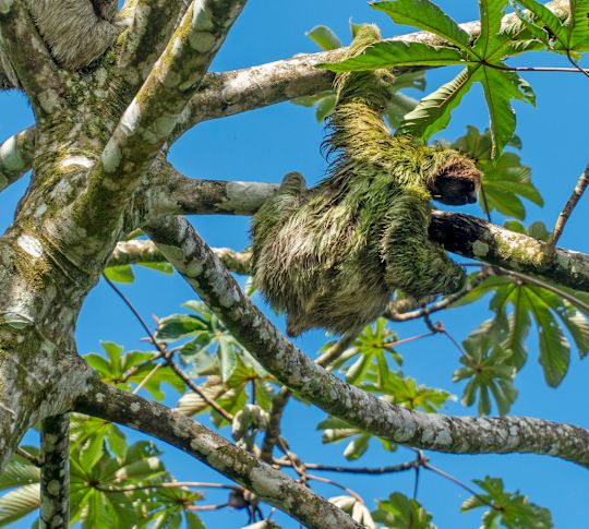 Un paresseux suspendu à un arbre