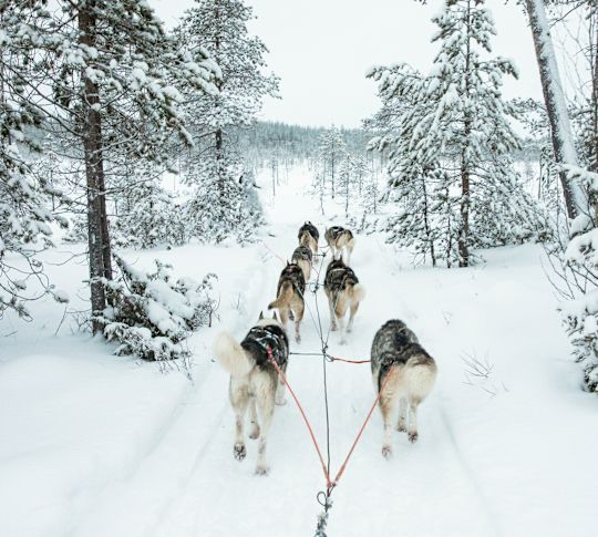 Cani in slitta sotto la neve