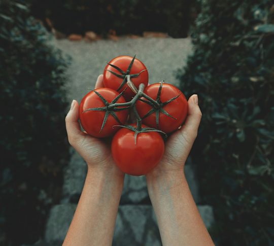 A hand holding four vine ripe tomatoes.