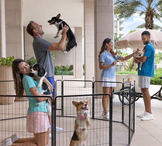 Puppy play on the Beachberry terrace.-transition