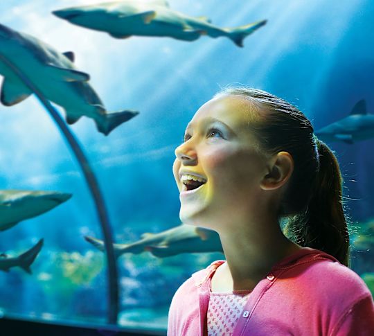 Tyttö katselemassa haita Sea Worldin akvaariossa