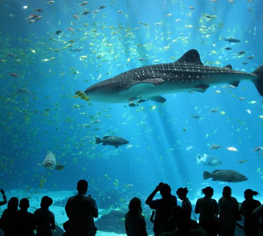 Georgia Aquarium