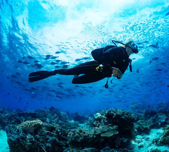 Scuba diver swims above coral silhouetted by the sun