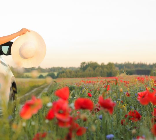 Women in car in field with flowers