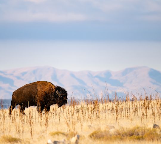 Antelope Island Experience