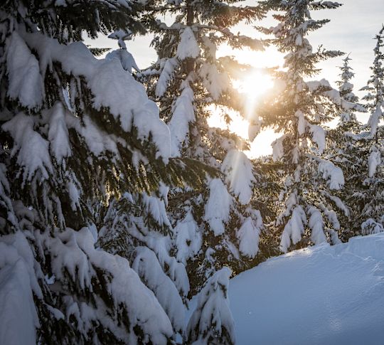 Donna che pratica ciabattine su una montagna con alberi