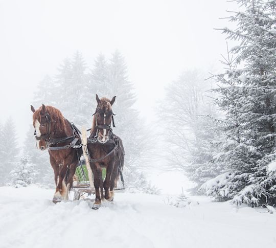 Cavalli in un paesaggio nevoso