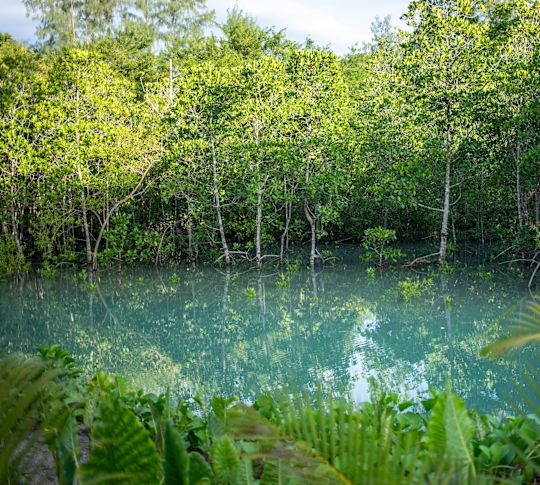 Blick auf das Wasser und die Bäume im Freien