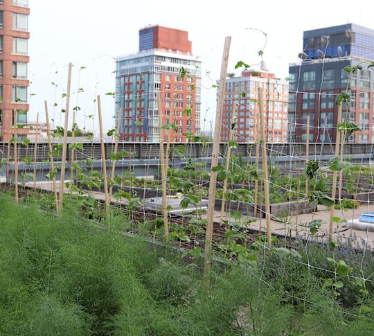 View of Rooftop Garden