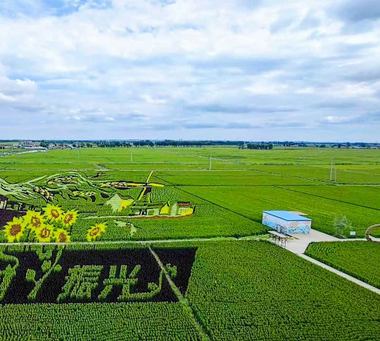 O pictură murală complexă pe terenurile agricole, Vising in Rice Paddies, prezentând un peisaj cu trenuri și saturi creat cu culturi multicolore.