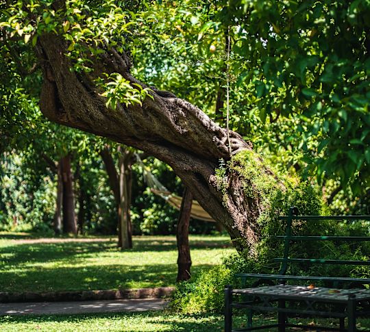Grandi alberi e una panca nel giardino
