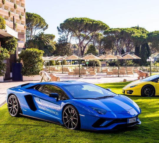 Cars sportive blu e gialle con erba parcheggiata