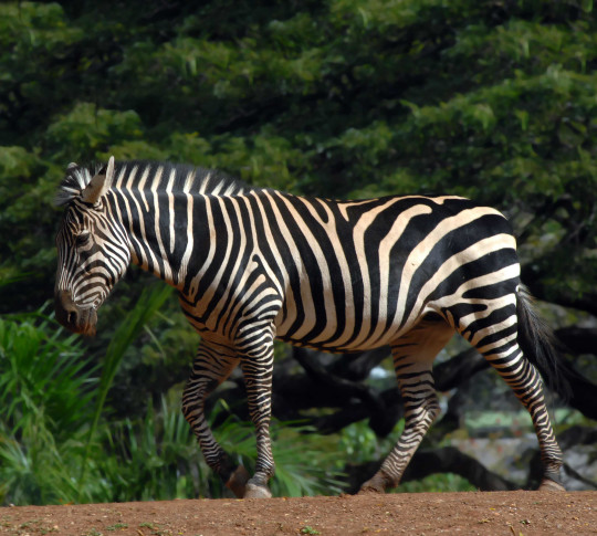 Honolulu Zoo, zebra