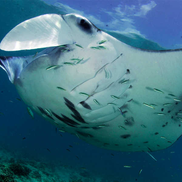 View of manta ray