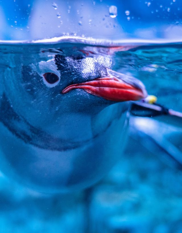 Closeup of Penguin underwater