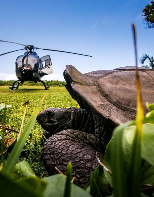 Turtle on a Field with Helicopter in Background