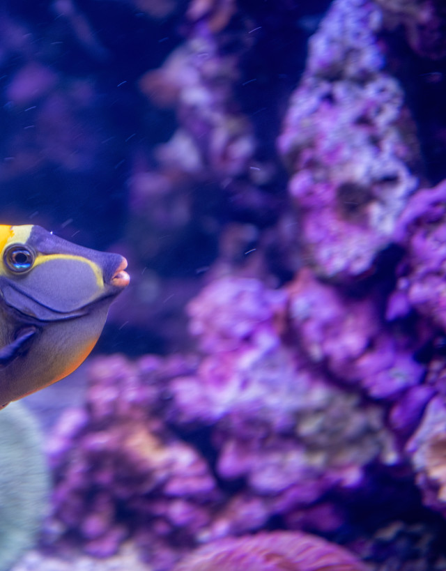 Close-up of tropical fish