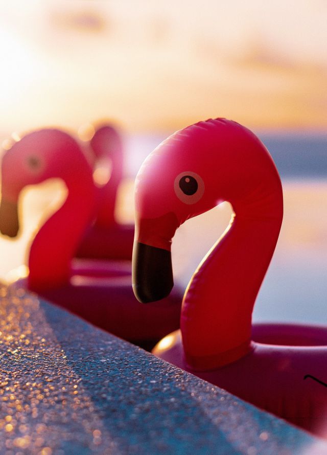 Inflatable flamingoes by edge of pool