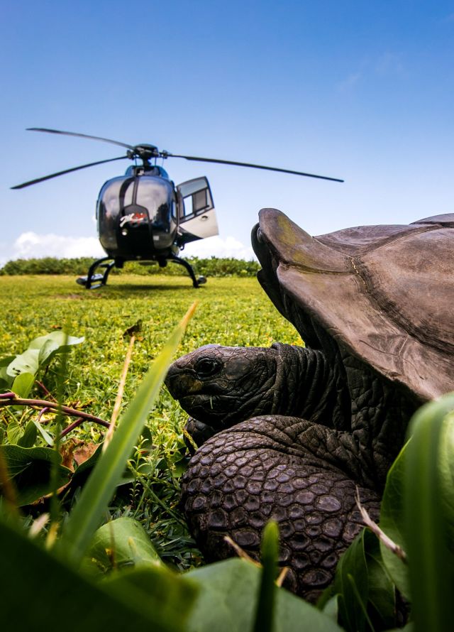 Turtle on a Field with Helicopter in Background