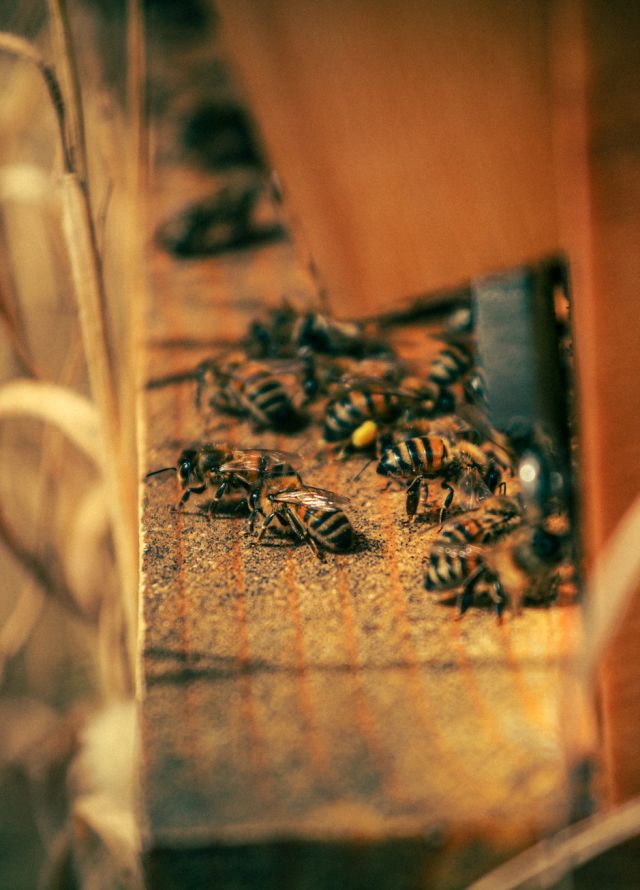 Uma colmeia de Abelhas fotografada por Angela Tozzi no Le Hameau Des Pesquiers.