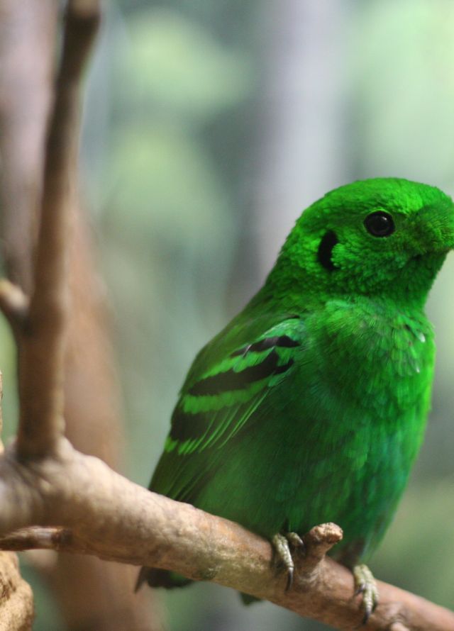 Close-up of Green Bird