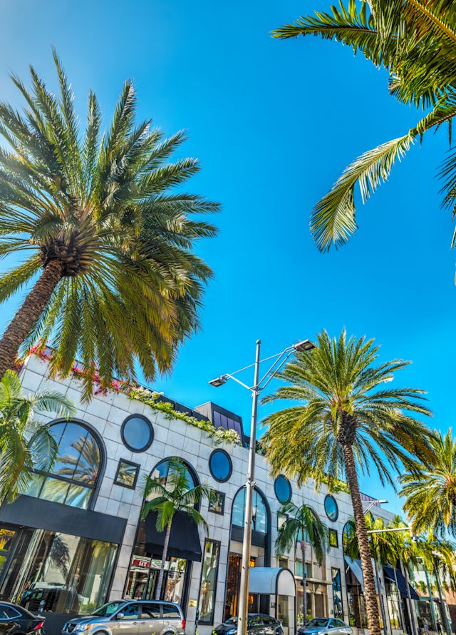 Shot of palm trees camera pointing up