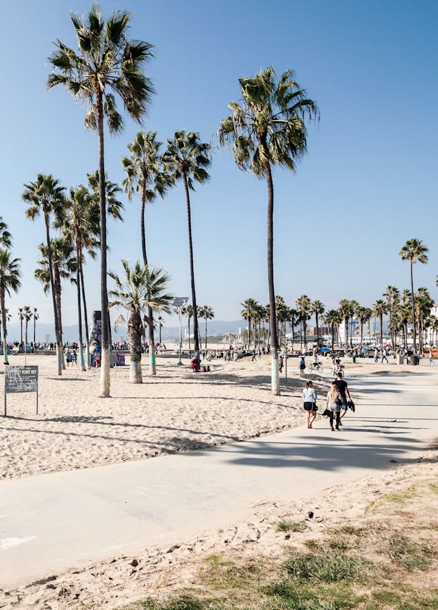 Shot of beach and palm trees