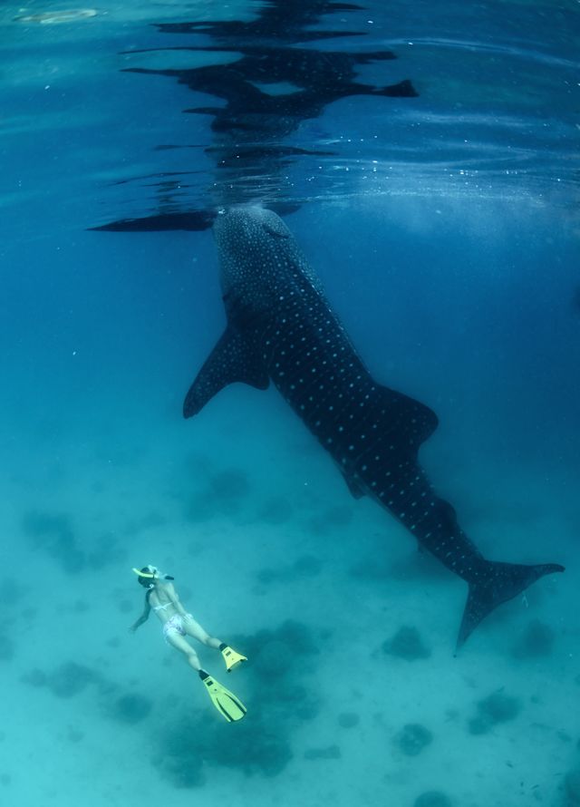 Scufundător sub balenă