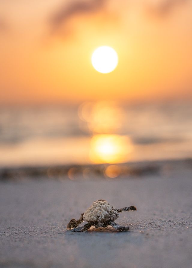 سلحفاة على الشاطئ