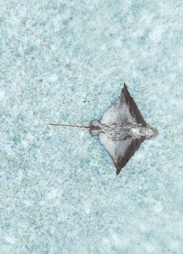 نشراي في الماء