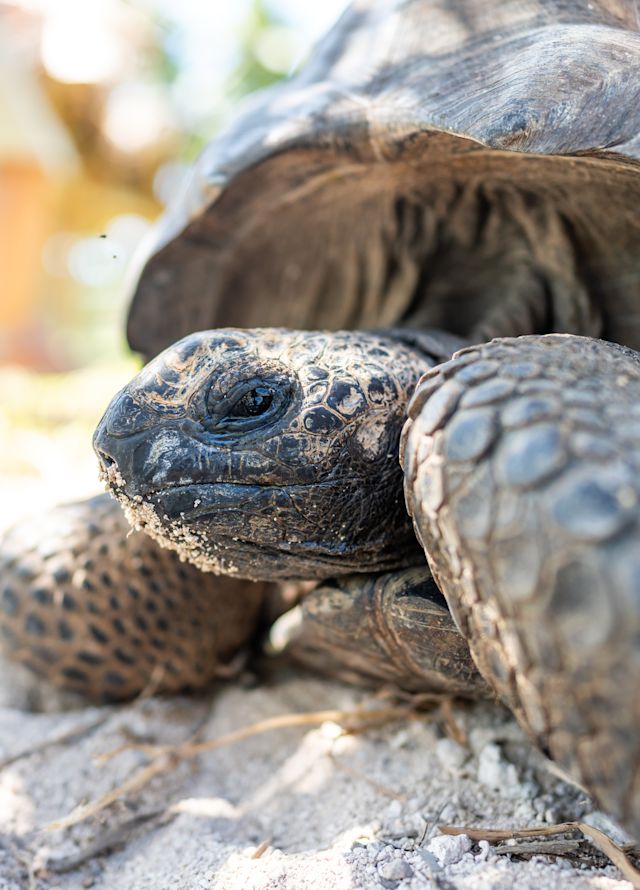 منظر قريب لسلحفاة على الشاطئ