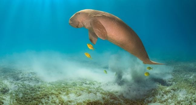 Dugong swimming with fish through a seagrass bed