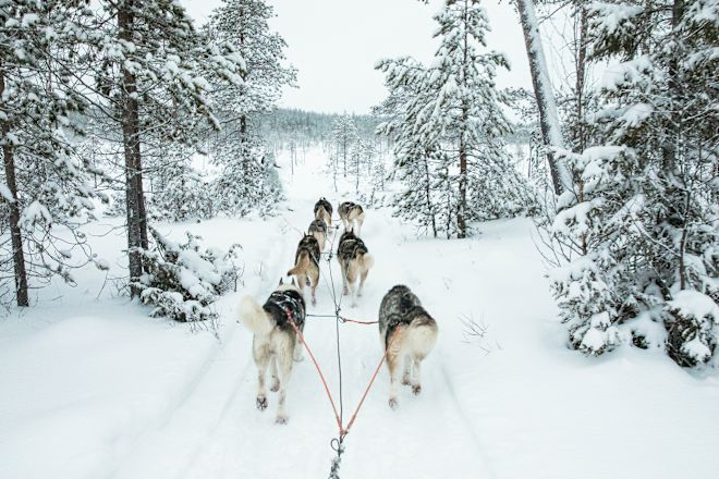 Câinele sărind pe zăpadă