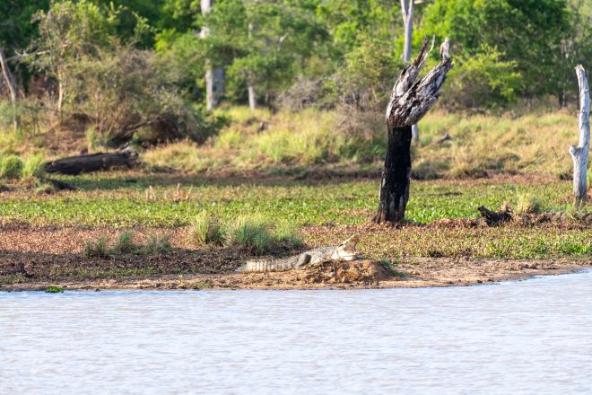 Cocodrilo a un lado del río