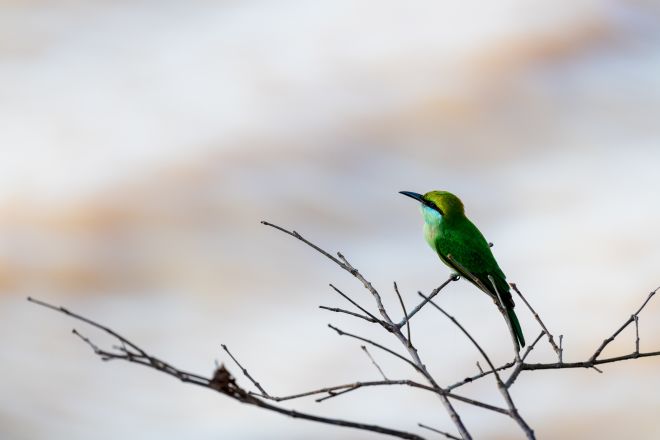 Primer plano de un pájaro verde
