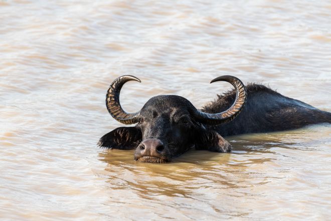 Fotografía de búfalo de agua