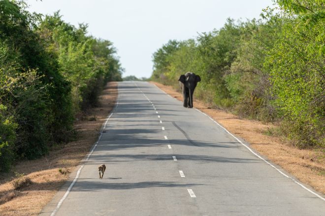 Fotografía de un elefante y un mono en la carretera