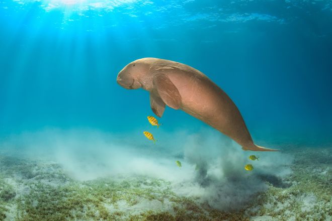 Dugong swimming with fish through a seagrass bed