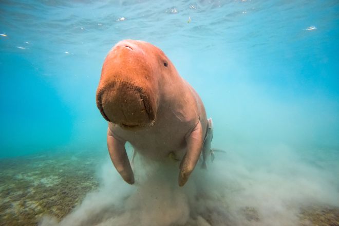 Closeup of a Dugong swimming towards the camera, kicking up silt on the oceanfloor