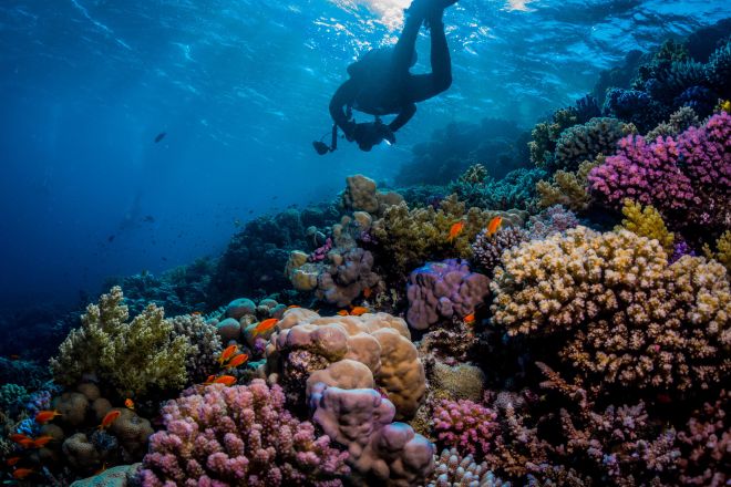 Scuba diver swims above a coral reef