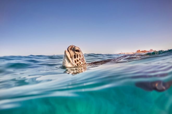 Sea Turtle Swimming in Ocean