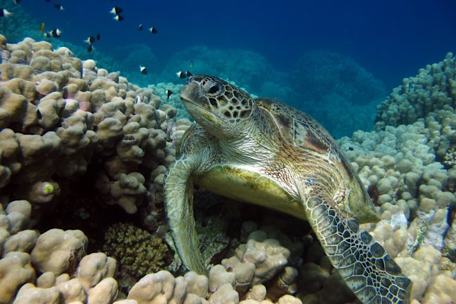 Sea turtle swimming through a coral reef