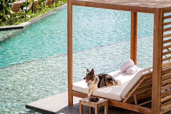 Hunde auf Sitzgelegenheiten im Freien