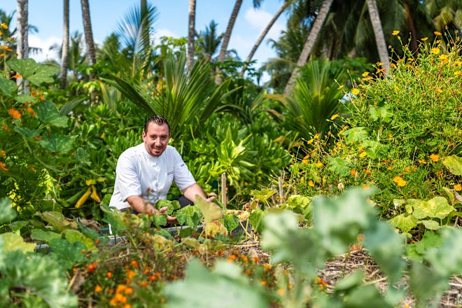 Chefkoch sucht Gemüse im Garten des Restaurants "Moulin"