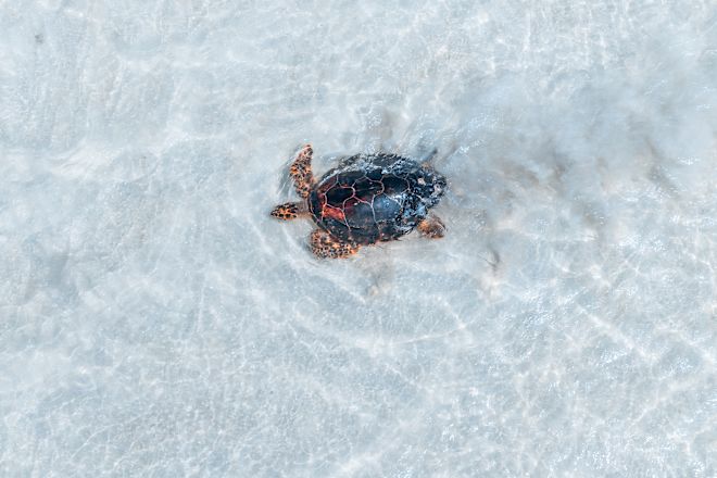 Schildkröte im Wasser