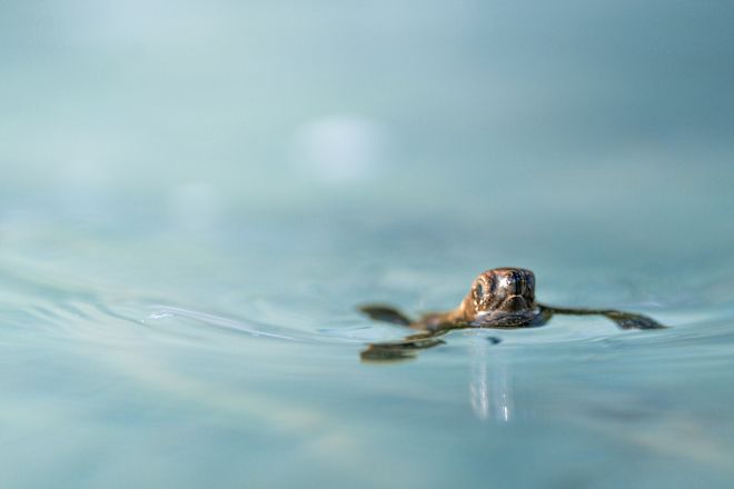 Schildkröte im Wasser